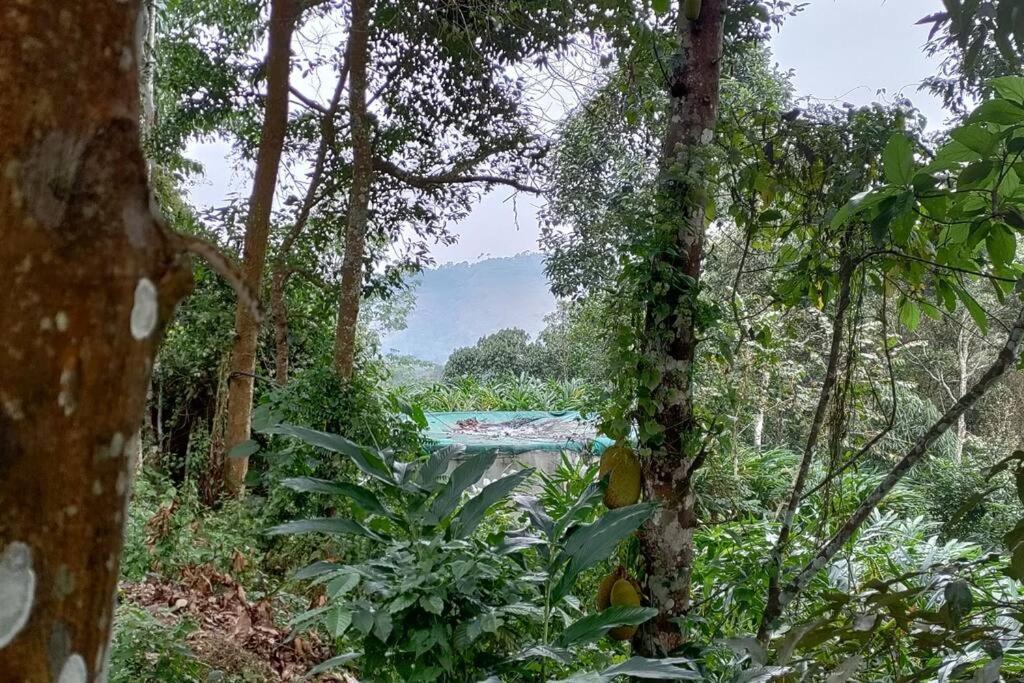 Coffee Camp Home Stay With Tree House Kattappana Экстерьер фото