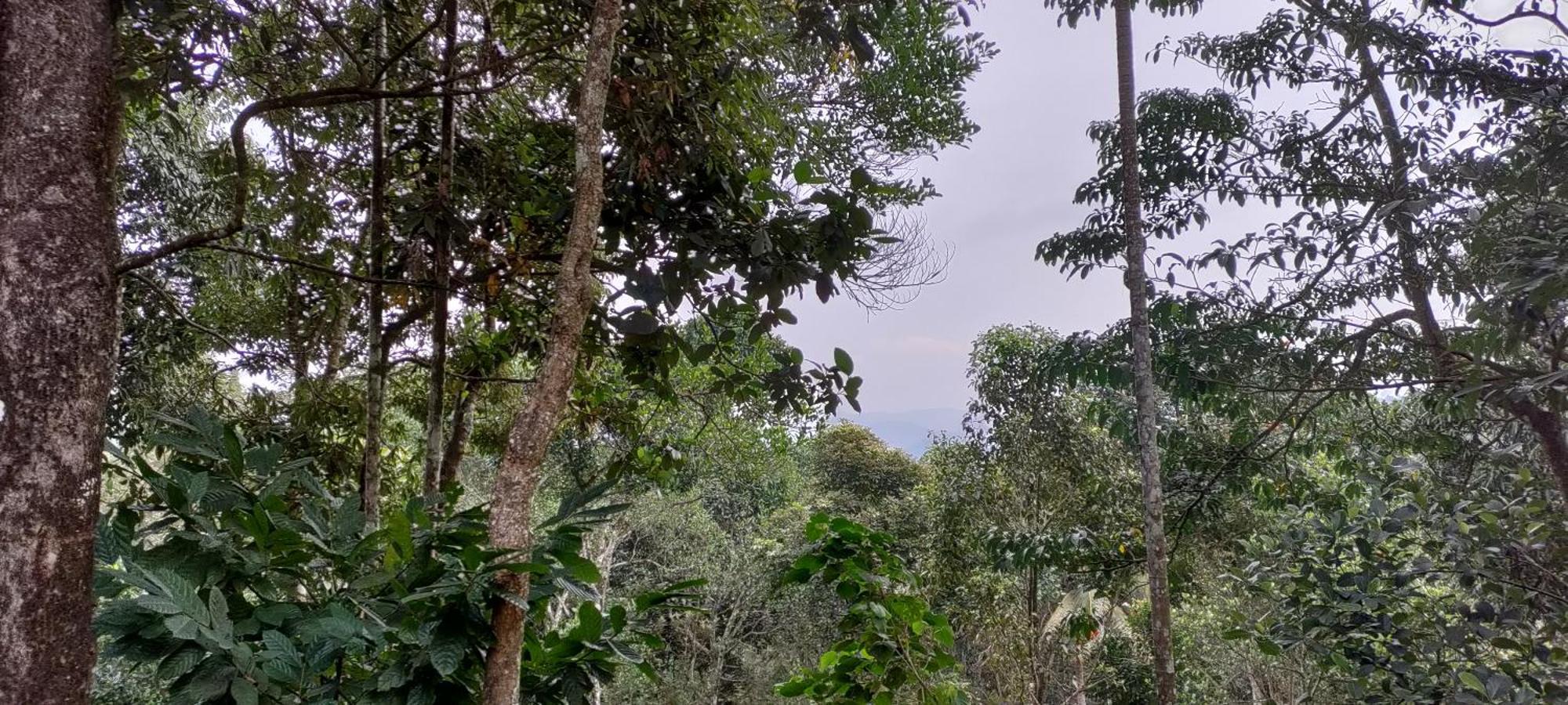 Coffee Camp Home Stay With Tree House Kattappana Экстерьер фото