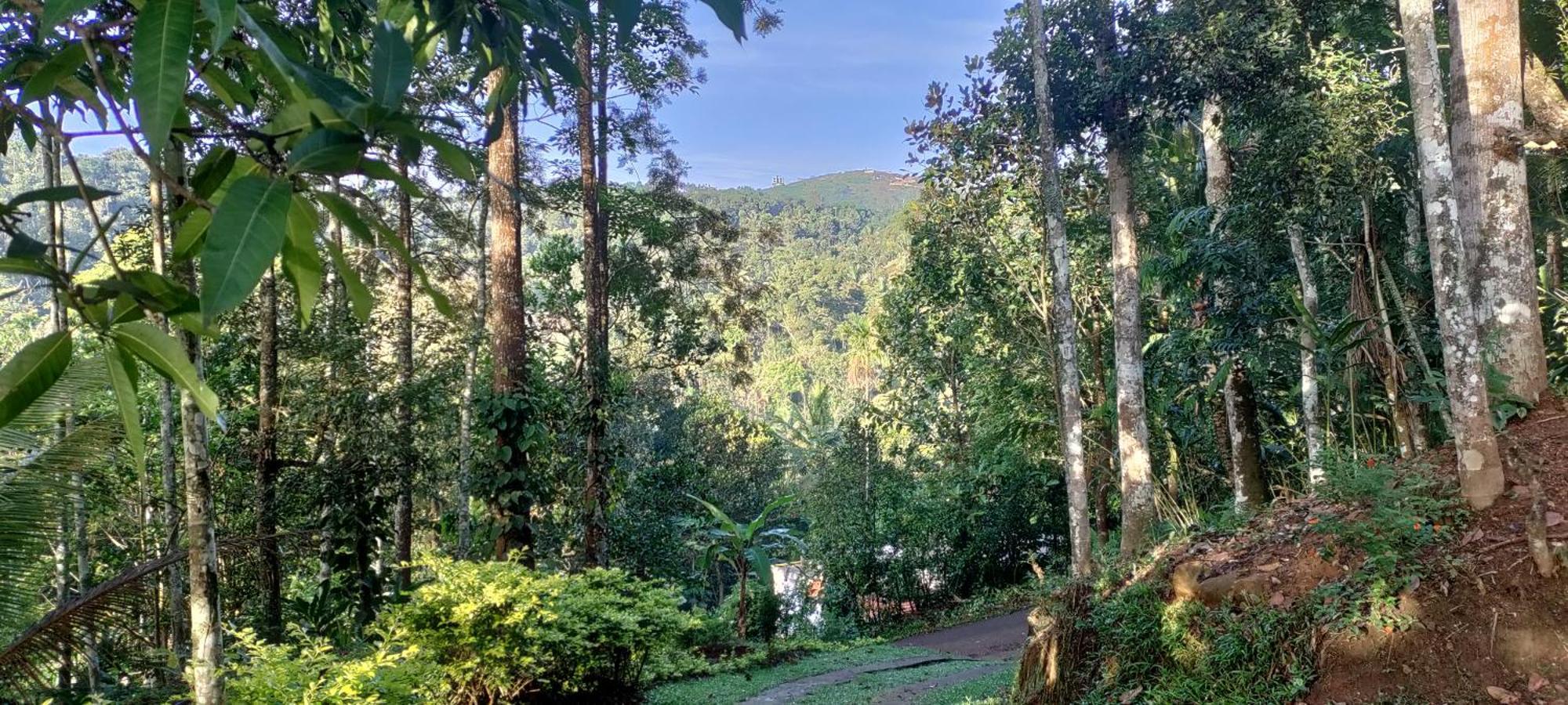 Coffee Camp Home Stay With Tree House Kattappana Экстерьер фото